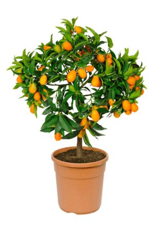 Naranjo chino, exclusivo en Lidl