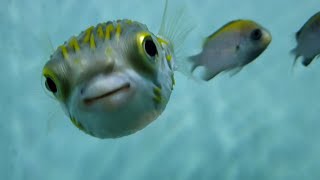En Honduras llueven peces