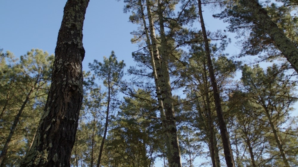 El Motor Verde +Floresta que enciende Repsol en Portugal protegerá a bosques contra incendios con tecnología Hispasat