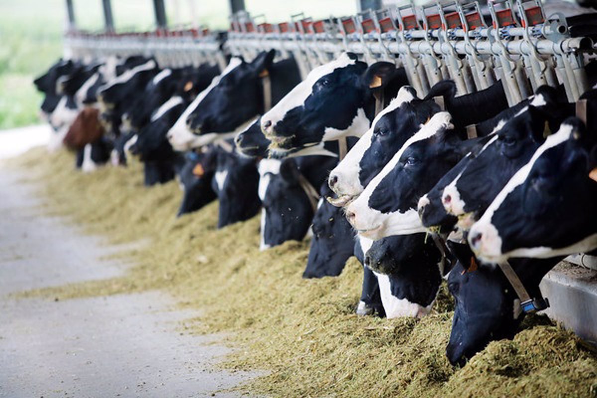 La huella de carbono de la agricultura y ganadería de España aumenta casi 10%