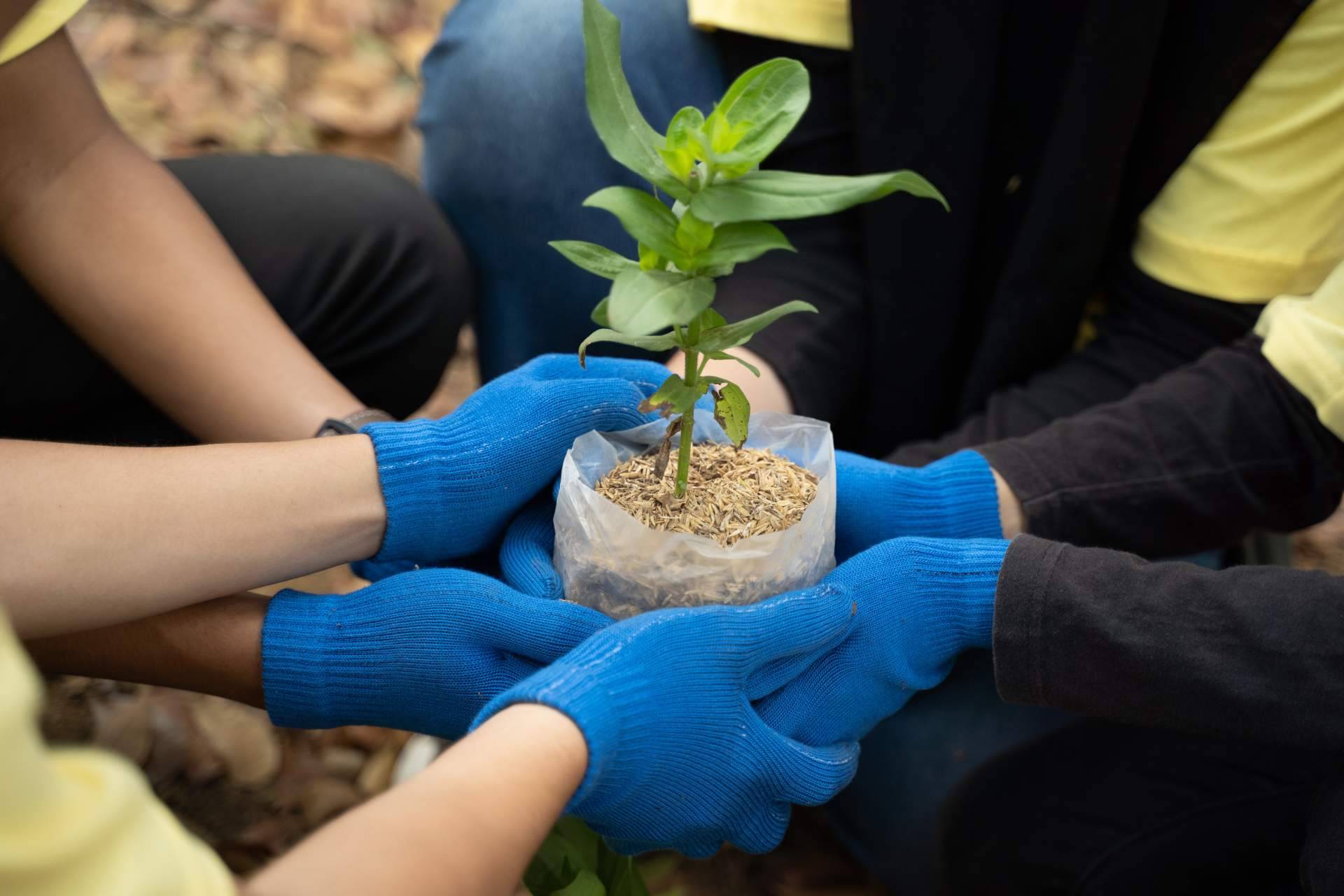 BosqueChef, la iniciativa contra el cambio climático en los comedores escolares de Serunion Educa