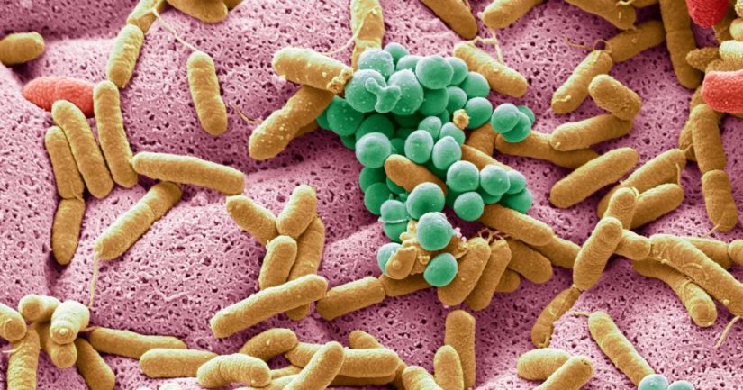 ¿La microbiota intestinal influye en la vida diaria?