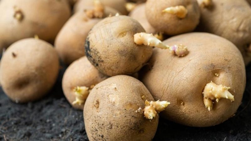 patatas germinadas Merca2.es