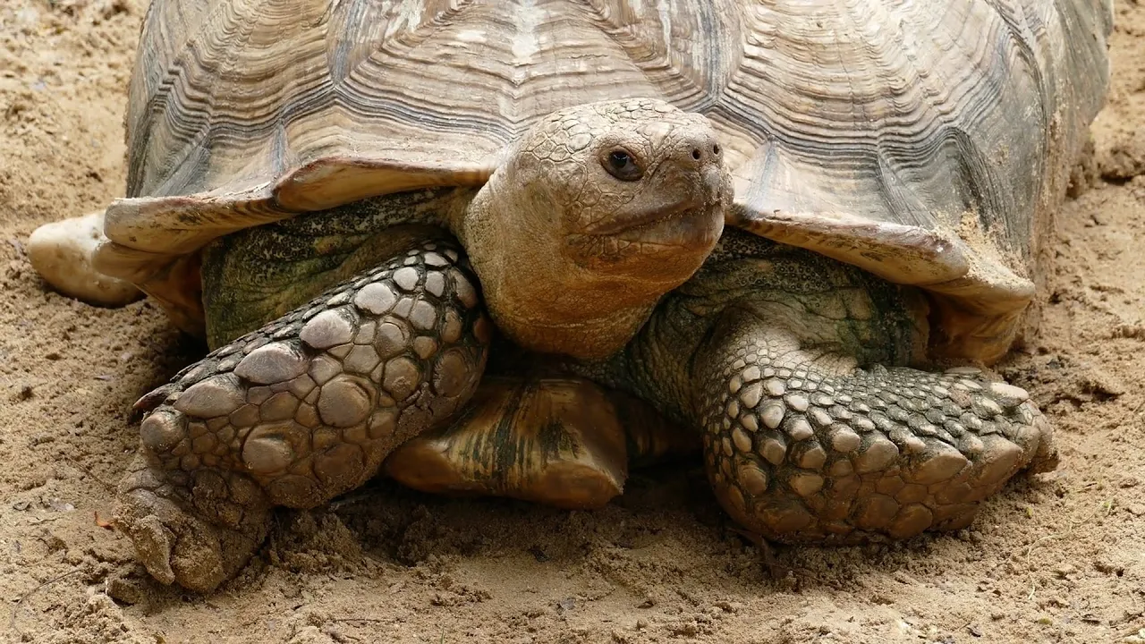 La tortuga más grande que existe