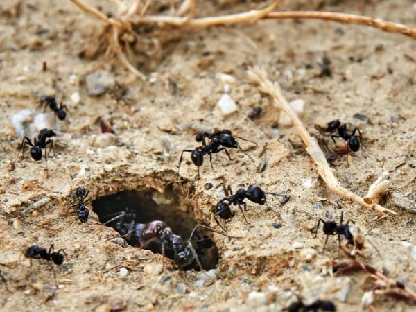 Un trabajo conjunto de Jorge Rey con Pablo Ochera