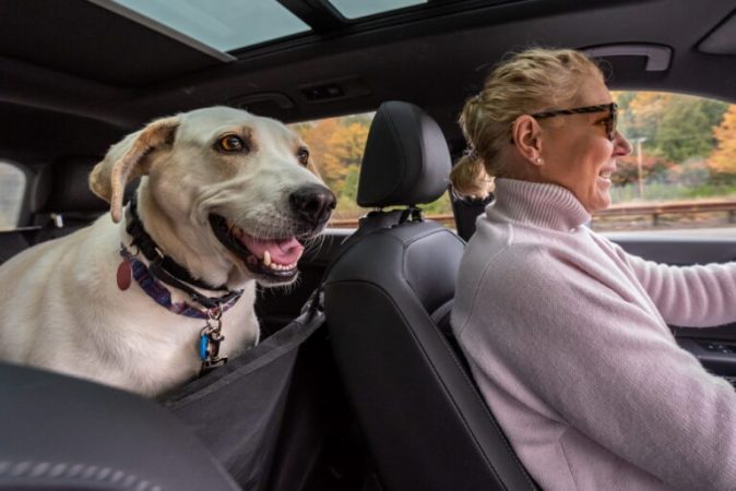 Viajar con una mascota