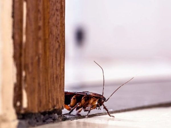 ¿Cómo se aplica el bórax?