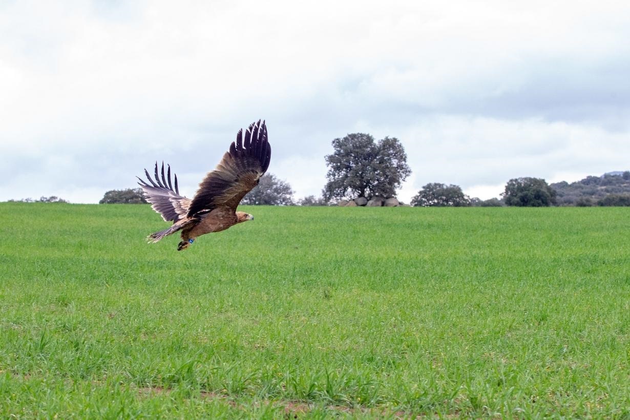 Naturgy aplica soluciones tecnológicas en sus redes eléctricas para proteger a la avifauna