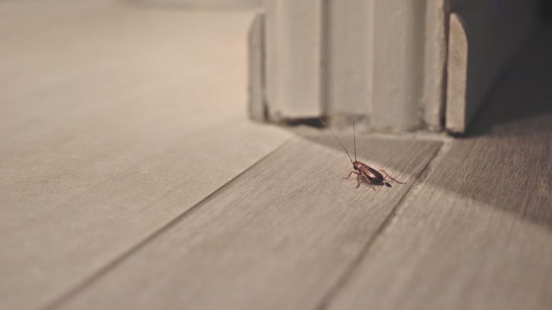 Bicarbonato: el truco casero eficaz para acabar con las cucarachas en casa 46 Merca2.es cucarachas