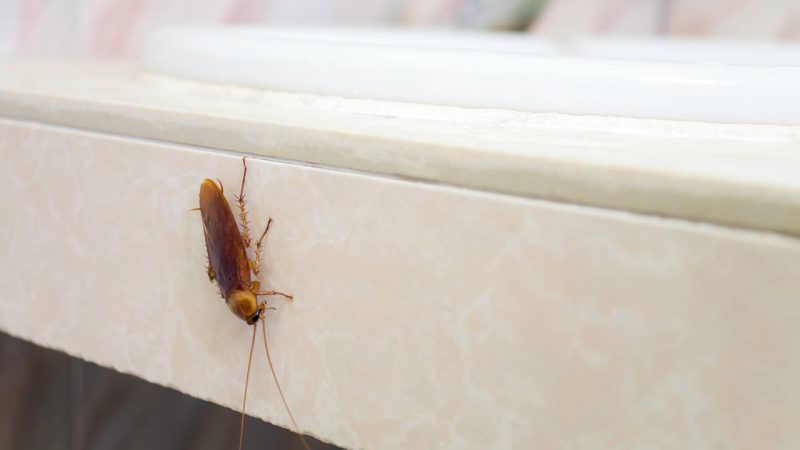 Bicarbonato: el truco casero eficaz para acabar con las cucarachas en casa 48 Merca2.es cucaracha Merca2.es