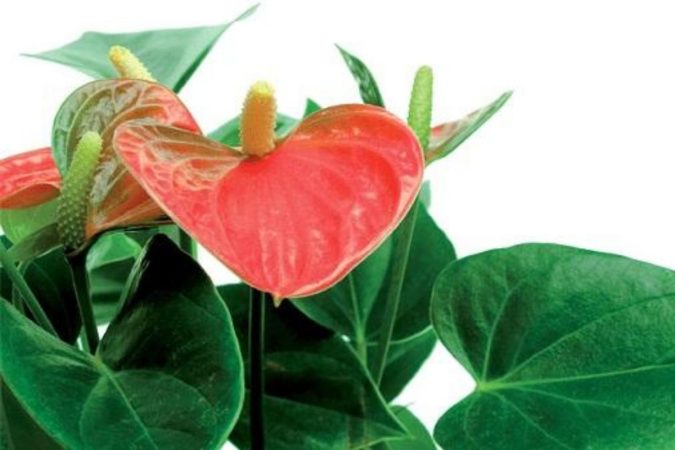 cuidados del anturio 721 orig Merca2.es