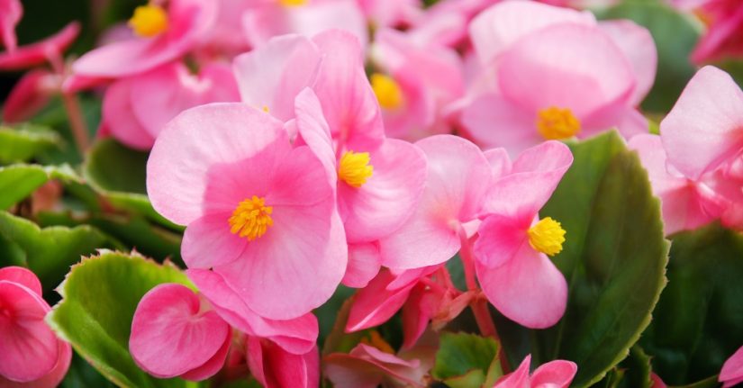 ¿Cuáles son las plantas que se recomiendan?