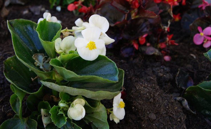 El mantenimiento es muy sencillo