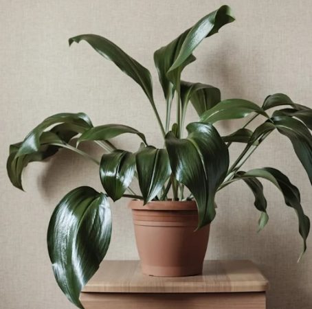 La Aspidistra