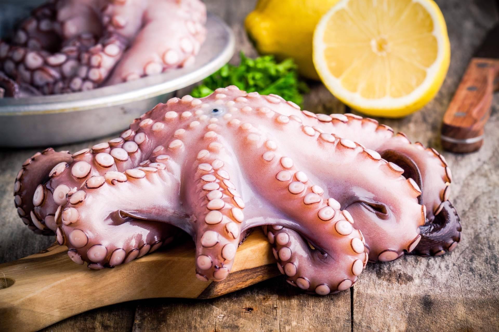¿Cuáles son las propiedades del pulpo de Dakhla?, con 3 de Pulpo