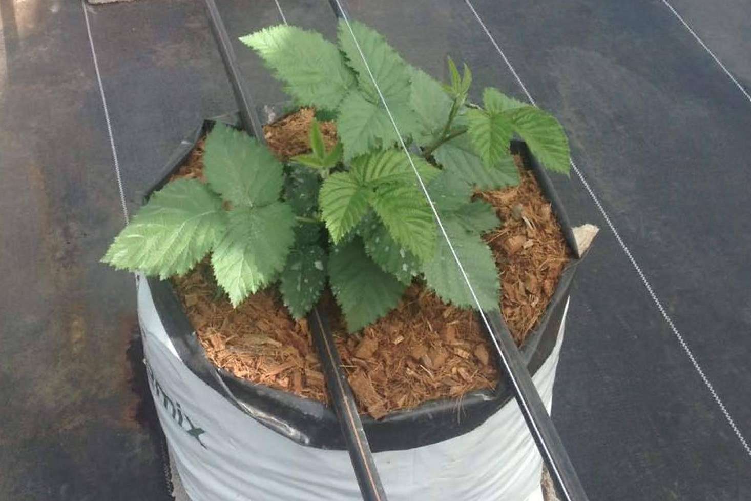 Todas las ventajas de los sustratos de cultivo para blueberrys, por Pelemix