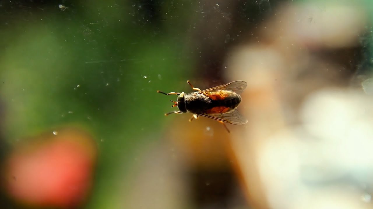 La mosca negra ¿Qué enfermedades puede ocasionarte?