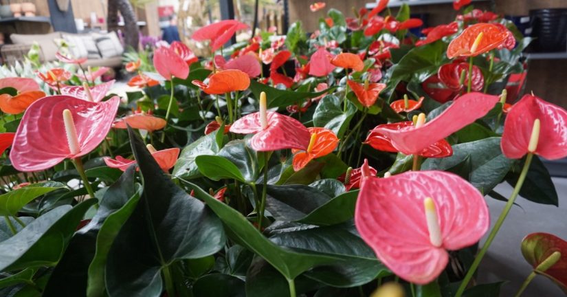 planta de anturio Merca2.es