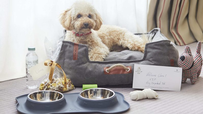 ¿Hoteles de lujo para razas de perro?