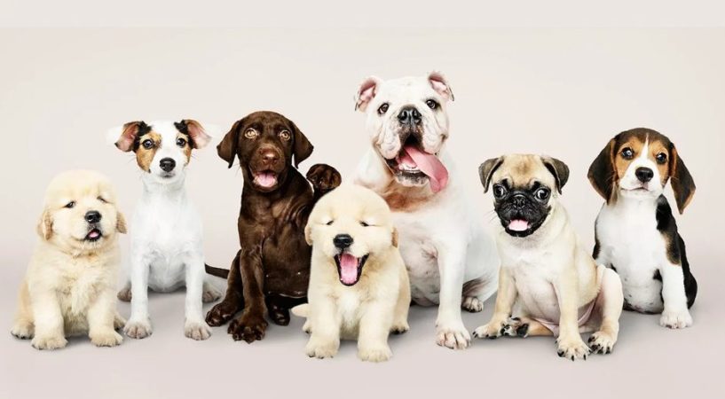 Las razas de perro favoritas entre los españoles