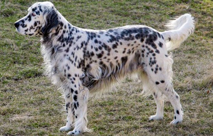 Setter inglés, de las razas de perro más estimadas