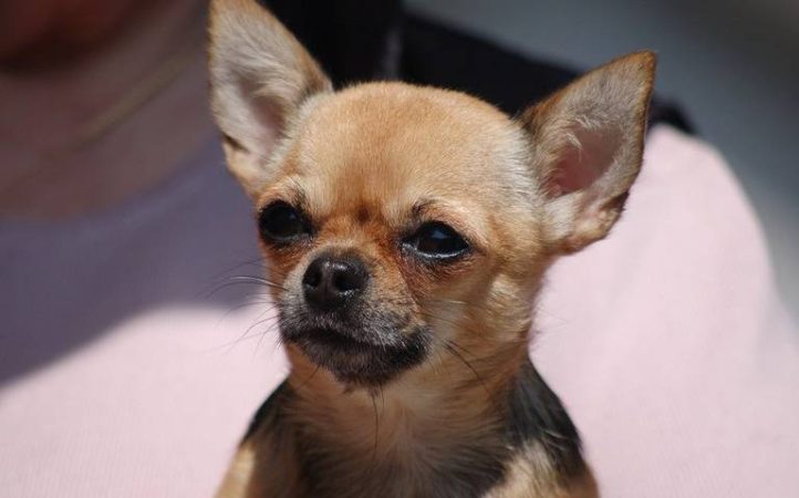 Chihuahua, entre las razas de perro más bulliciosas