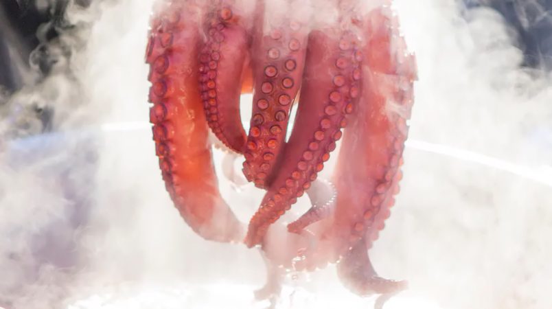 Cómo preparar un increíble pulpo a la gallega 27 Merca2.es Asusta al pulpo