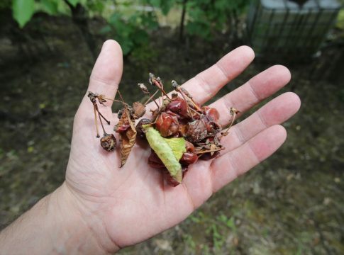 Daño en los cultivos por pedrisco y tormentas.