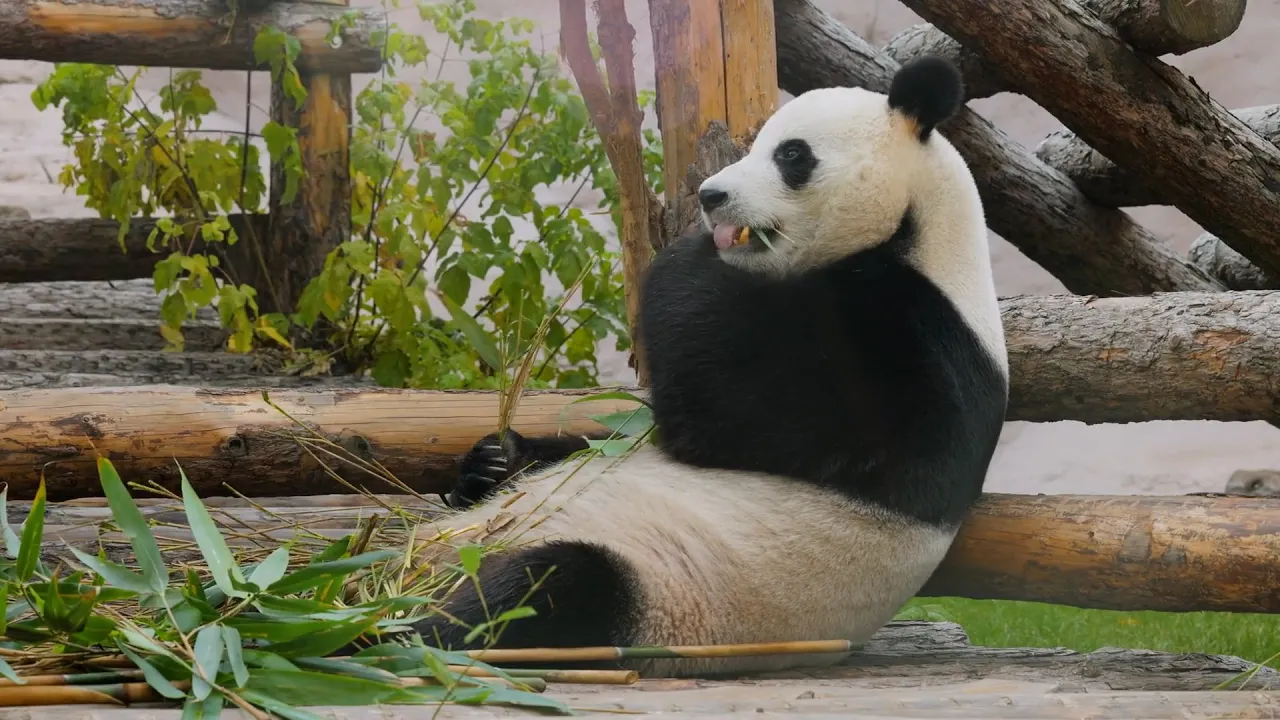 Todos los osos pandas son chinos