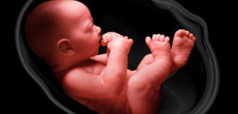 El bebé en gestación si siente y padece, pero no igual