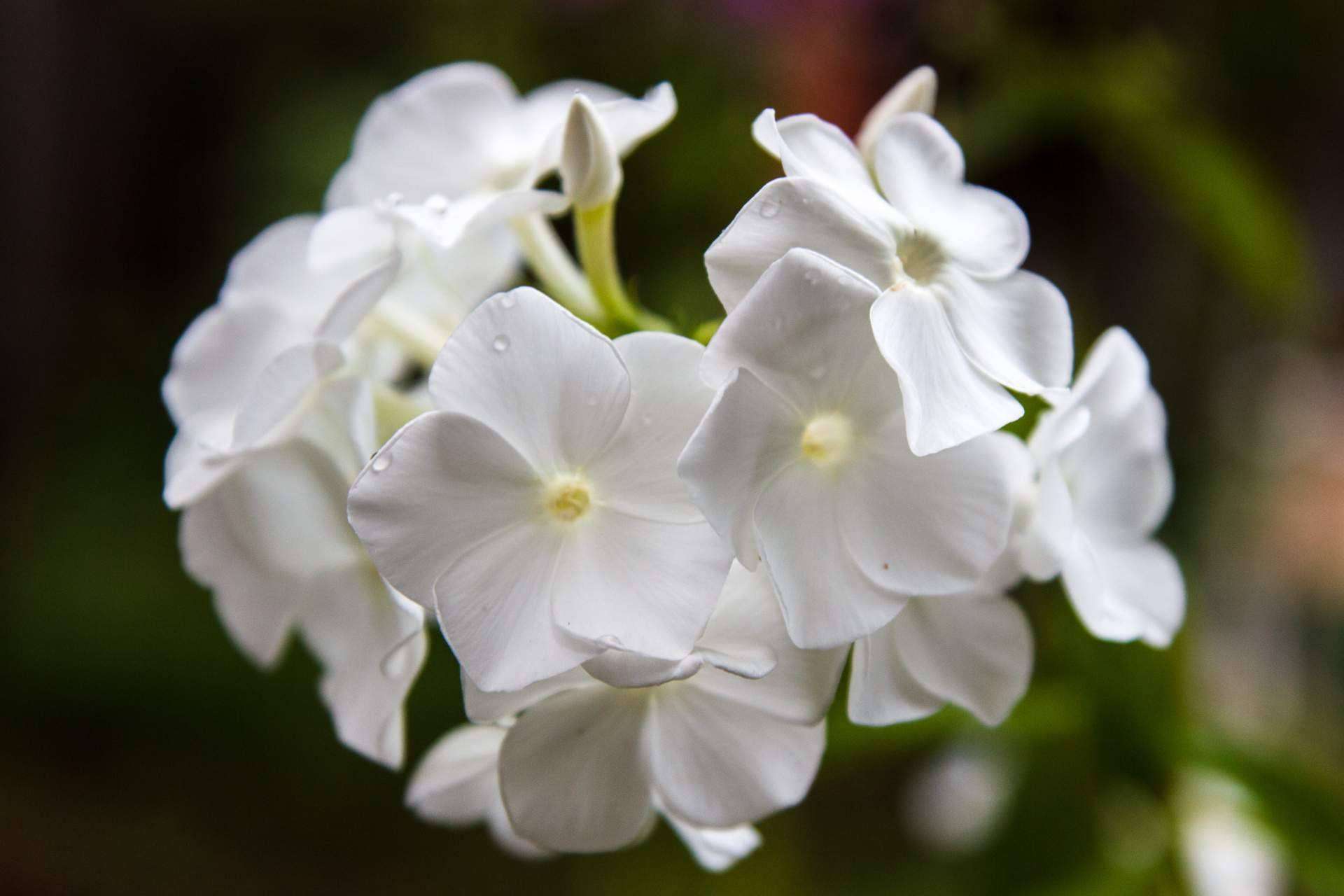 La paniculata blanca está disponible en Rosistirem