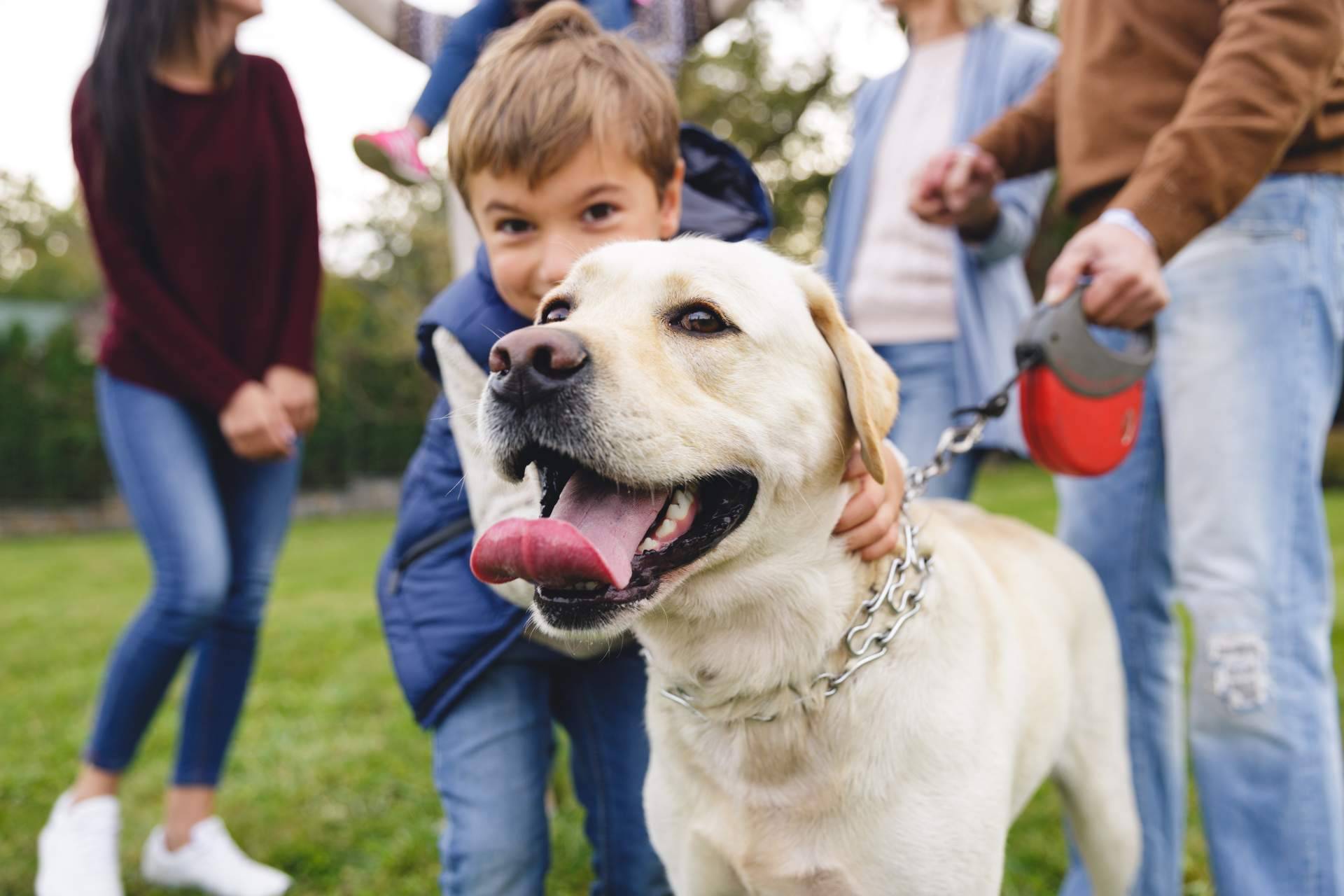 Adopción de perros con seguridad y responsabilidad, en Valencia