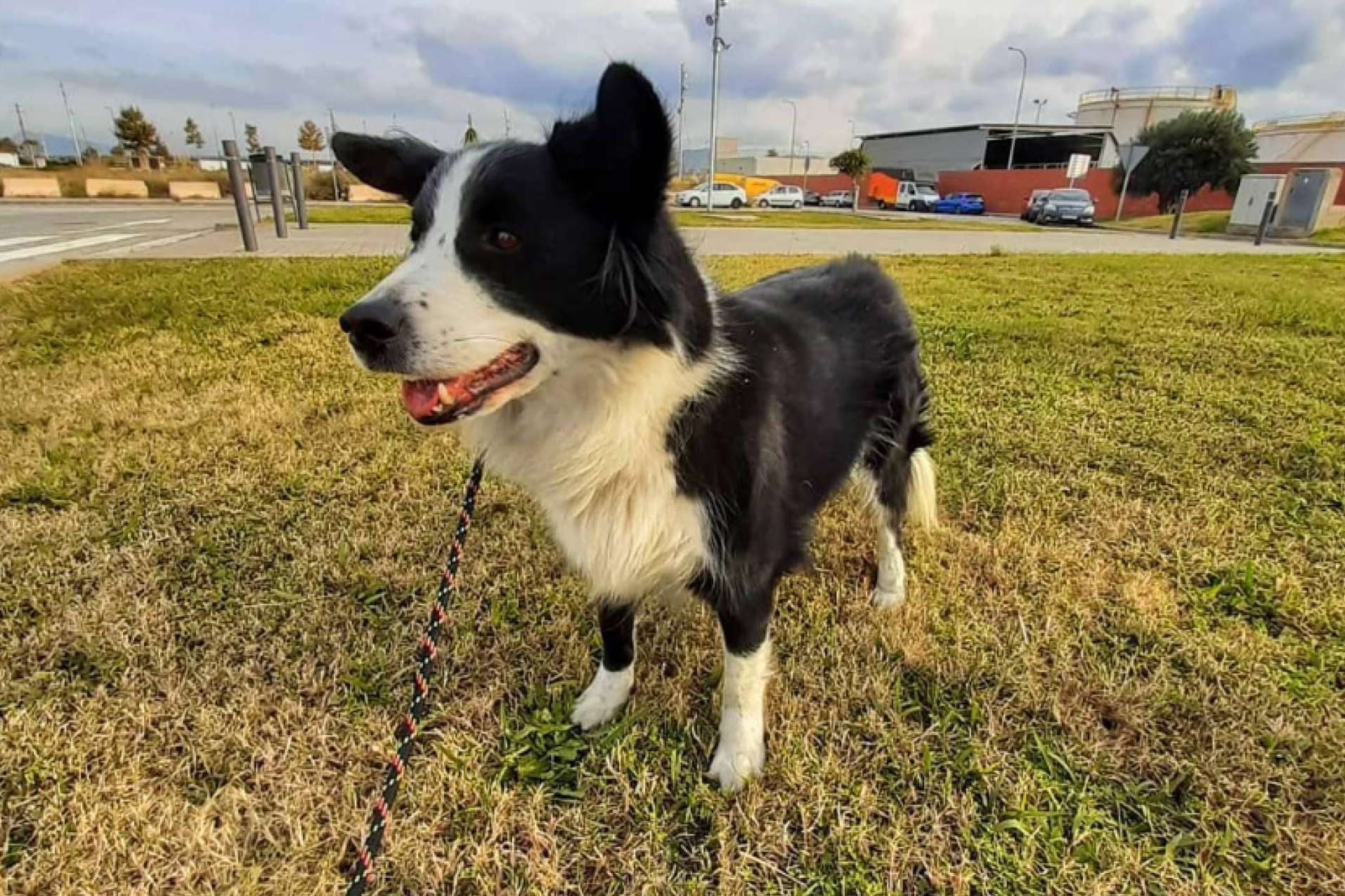 Requisitos a la hora de viajar con la mascota en avión, por BaggagePets