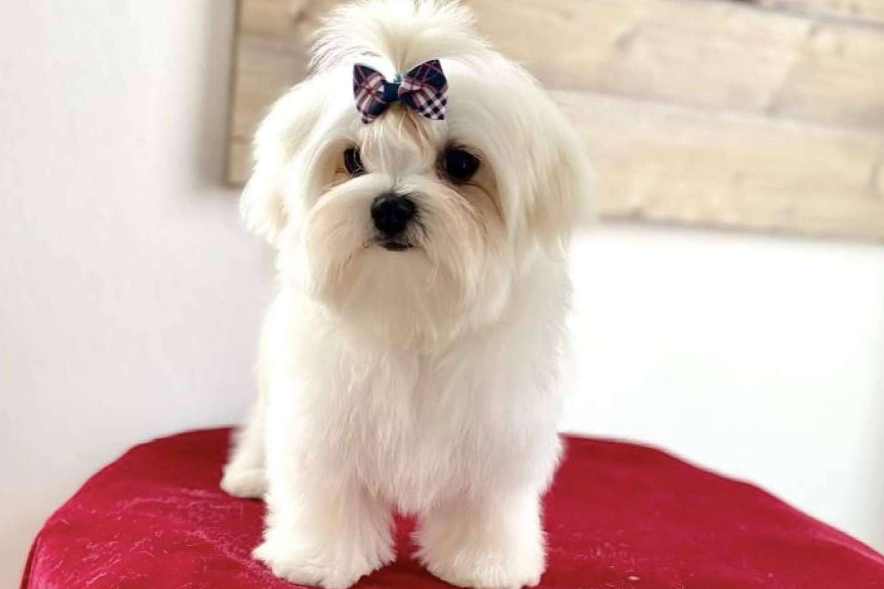 El bichón maltés, un perro juguetón y muy amigable