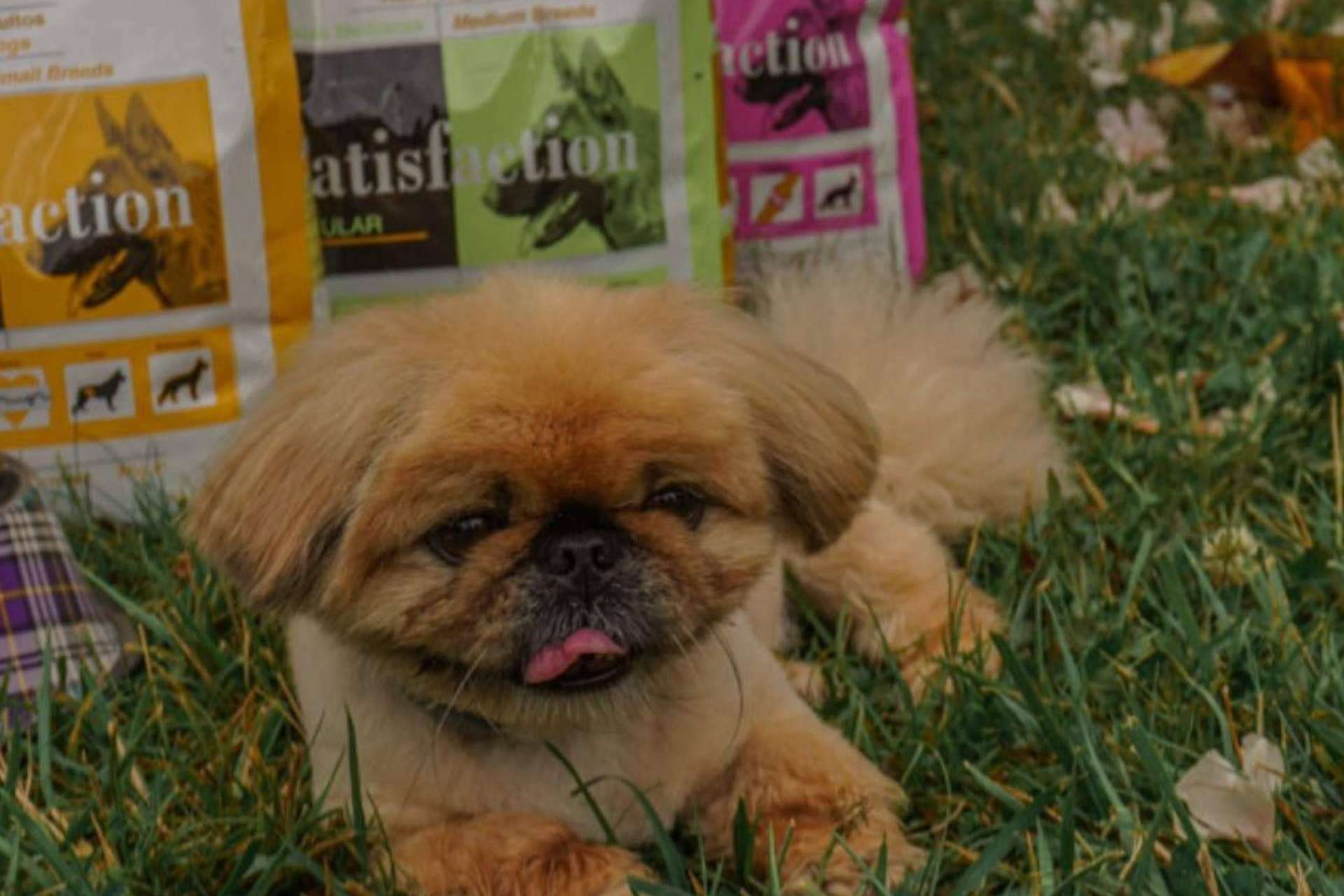 El tamaño de la croqueta del pienso Satisfaction Super Premium