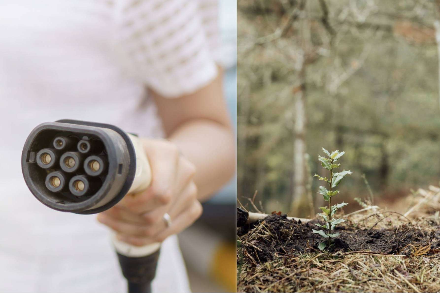 ChargeGuru reforestará un bosque con las instalaciones de puntos de recarga realizadas