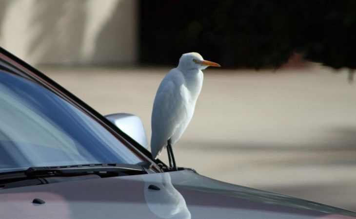 ¿Cuál es el costo de reparar la pintura del coche?