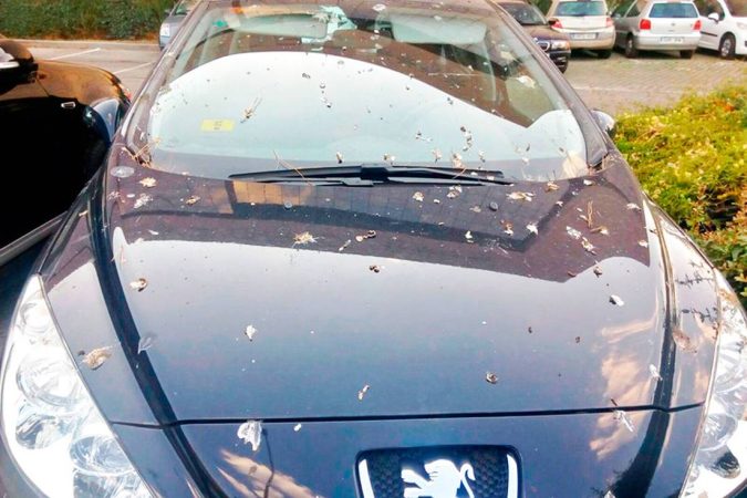 ¿Qué se hace si la mancha no desaparece?