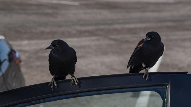 Buenas prácticas para proteger la pintura de tu coche