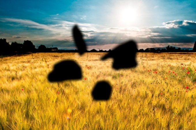 Las manchas móviles en el ojo, algo muy común