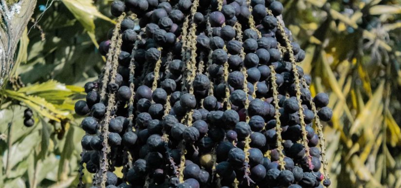 ¿Qué forma tiene el açai?