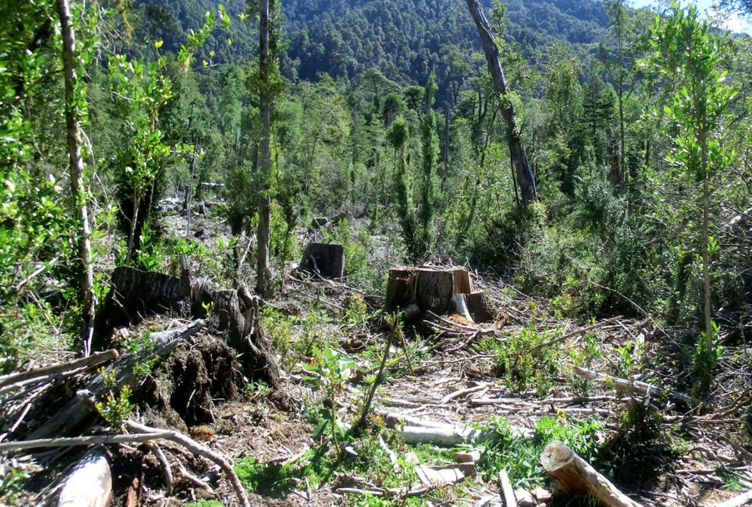 Alerta ambiental: así es la lucha por la conservación de los bosques en España