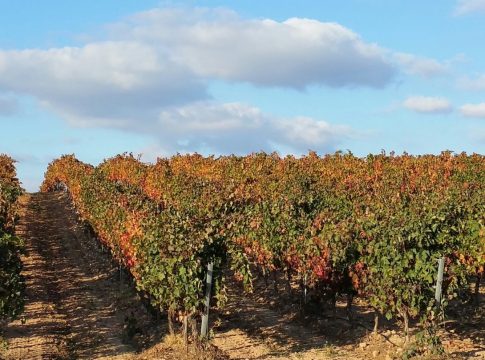 Medidas de inversiones en bodegas y reestructuración y reconversión de viñedos Medidas de inversiones en bodegas y reestructuración y reconversión de viñedos