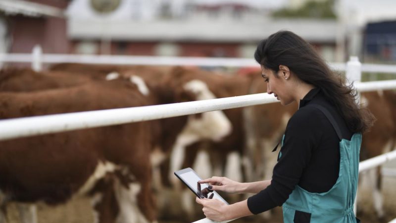 Vacapop es similar a Vinted o Wallapop