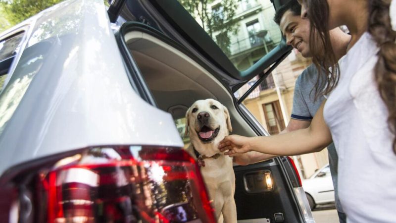 Cuando retornamos de las vacaciones con nuestras mascotas en el coche