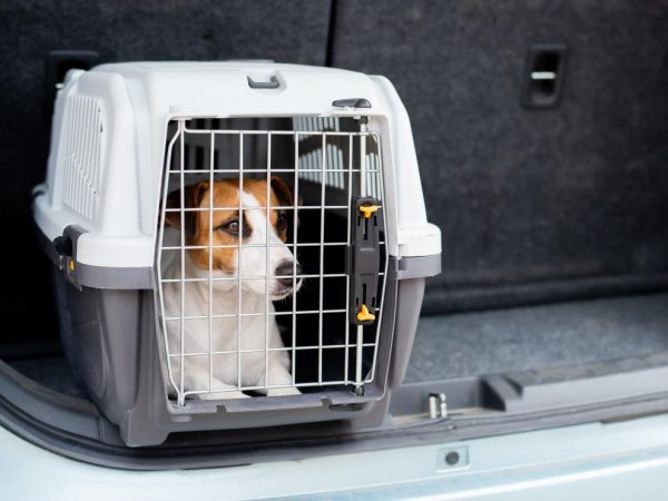 Hay que ser responsables con las mascotas