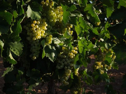 Una vid con uvas durante la vendimia de la uva Sauvignon Blanc, a 25 de agosto de 2022, en Manzanares, Ciudad Real, Castilla La-Mancha (España