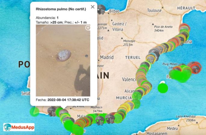 Veranea con más tranquilidad gracias a 'MedusApp', el Google Maps anti medusas 31 Merca2.es La tecnología viene en tu auxilio