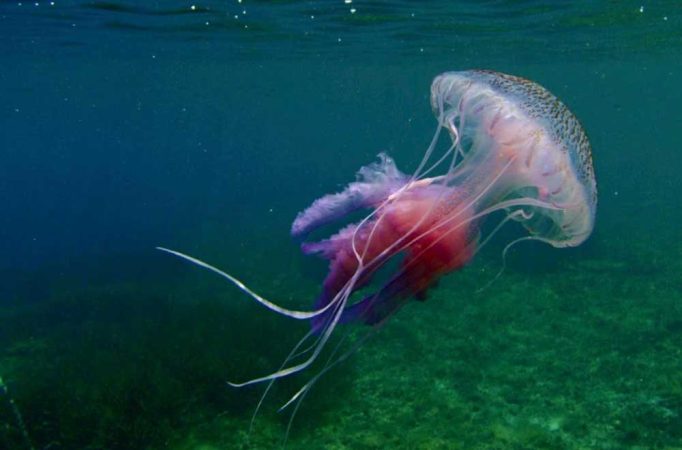 Veranea con más tranquilidad gracias a 'MedusApp', el Google Maps anti medusas 34 Merca2.es Requiere de la colaboración de todos