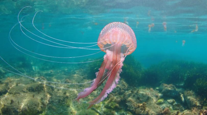 Veranea con más tranquilidad gracias a 'MedusApp', el Google Maps anti medusas 35 Merca2.es No hay pago, pero su hay un sistema de ranking por la información